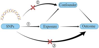 Cross-talk between the gut microbiota and hypothyroidism: a bidirectional two-sample Mendelian randomization study